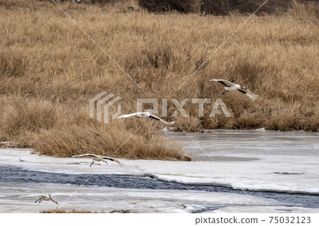 White-naped cranes, Cheolwon-gun, Gangwon-do White-naped cranes, Cheolwon-gun, Gangwon-do 75032123