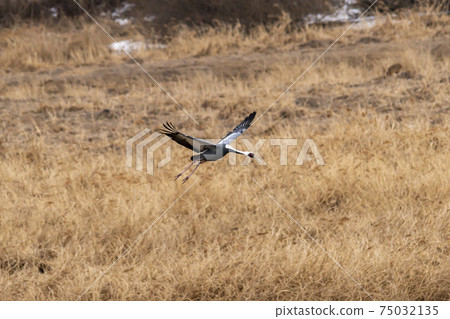 White-naped cranes, Cheolwon-gun, Gangwon-do 75032135