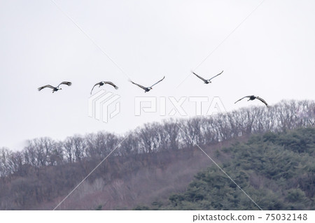 White-naped cranes, Cheolwon-gun, Gangwon-do White-naped cranes, Cheolwon-gun, Gangwon-do 75032148