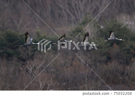 White-naped cranes, Cheolwon-gun, Gangwon-do White-naped cranes, Cheolwon-gun, Gangwon-do 75032208