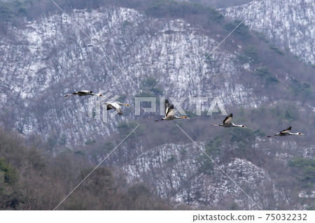 White-naped cranes, Cheolwon-gun, Gangwon-do White-naped cranes, Cheolwon-gun, Gangwon-do 75032232