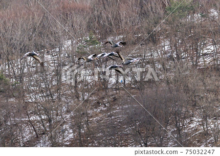 White-naped cranes, Cheolwon-gun, Gangwon-do White-naped cranes, Cheolwon-gun, Gangwon-do 75032247