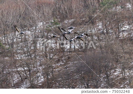White-naped cranes, Cheolwon-gun, Gangwon-do White-naped cranes, Cheolwon-gun, Gangwon-do 75032248