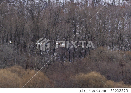 白枕鶴,Chewwon-gun,江原道 白枕鶴,Chewwon-gun,江原道 75032273