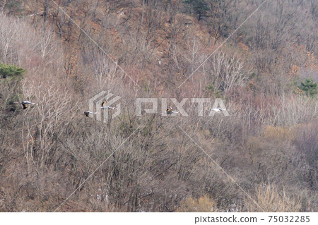 White-naped cranes, Cheolwon-gun, Gangwon-do White-naped cranes, Cheolwon-gun, Gangwon-do 75032285