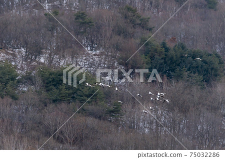 白枕鶴,Chewwon-gun,江原道 白枕鶴,Chewwon-gun,江原道 75032286