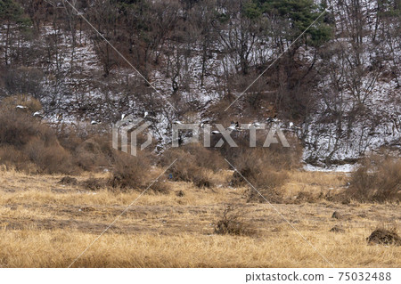 White-naped cranes, Cheolwon-gun, Gangwon-do White-naped cranes, Cheolwon-gun, Gangwon-do 75032488