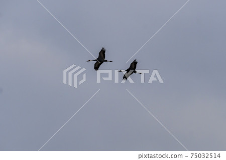 White-naped cranes, Cheolwon-gun, Gangwon-do 75032514