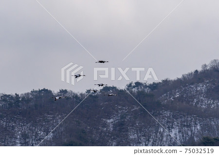 White-naped cranes, Cheolwon-gun, Gangwon-do 75032519