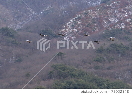 White-naped cranes, Cheolwon-gun, Gangwon-do 75032548