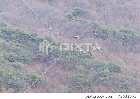 White-naped cranes, Cheolwon-gun, Gangwon-do White-naped cranes, Cheolwon-gun, Gangwon-do 75032555