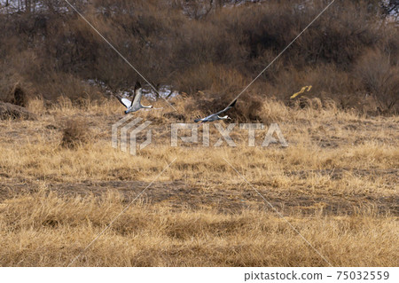 White-naped cranes, Cheolwon-gun, Gangwon-do 75032559
