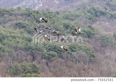 White-naped cranes, Cheolwon-gun, Gangwon-do White-naped cranes, Cheolwon-gun, Gangwon-do 75032581