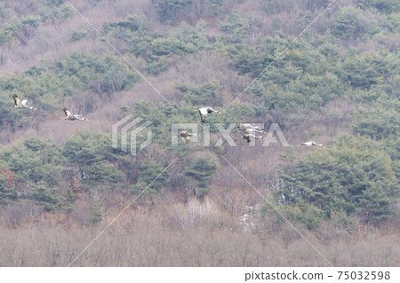 White-naped cranes, Cheolwon-gun, Gangwon-do 75032598