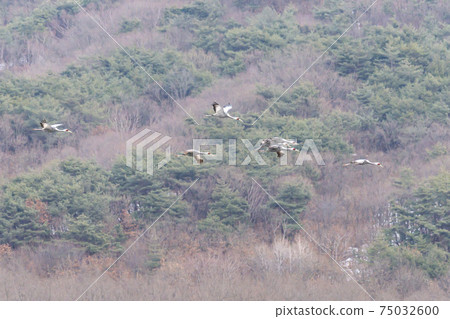 White-naped cranes, Cheolwon-gun, Gangwon-do 75032600