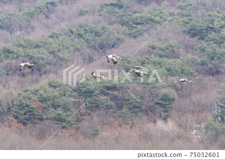 White-naped cranes, Cheolwon-gun, Gangwon-do White-naped cranes, Cheolwon-gun, Gangwon-do 75032601