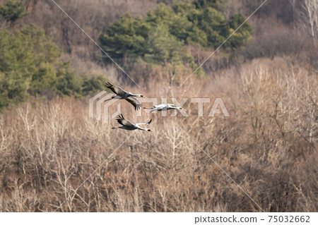 White-naped cranes, Cheolwon-gun, Gangwon-do White-naped cranes, Cheolwon-gun, Gangwon-do 75032662