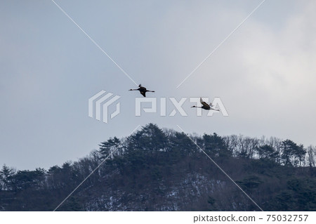 White-naped cranes, Cheolwon-gun, Gangwon-do 75032757