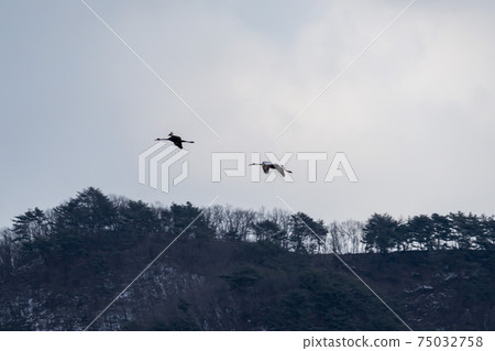 White-naped cranes, Cheolwon-gun, Gangwon-do 75032758