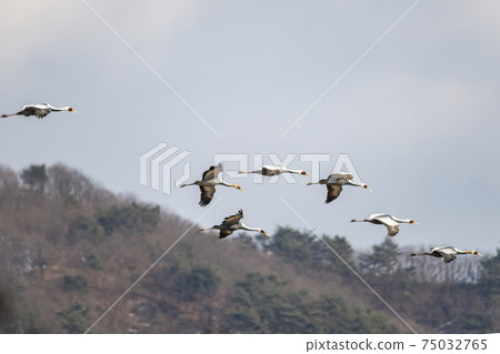White-naped cranes, Cheolwon-gun, Gangwon-do 75032765