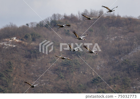 White-naped cranes, Cheolwon-gun, Gangwon-do 75032773