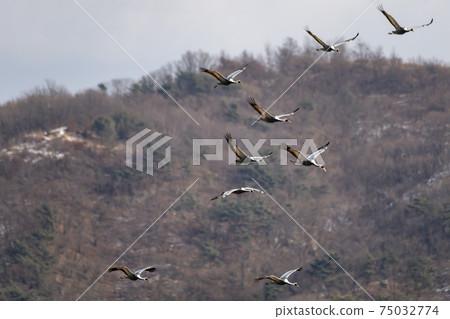 White-naped cranes, Cheolwon-gun, Gangwon-do 75032774