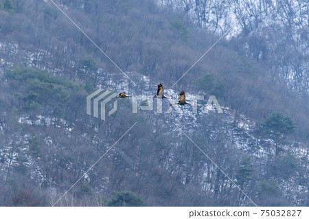 白枕鶴,Chewwon-gun,江原道 白枕鶴,Chewwon-gun,江原道 75032827