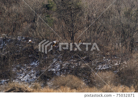 White-naped cranes, Cheolwon-gun, Gangwon-do White-naped cranes, Cheolwon-gun, Gangwon-do 75032871