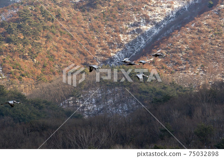 白枕鶴,Chewwon-gun,江原道 白枕鶴,Chewwon-gun,江原道 75032898