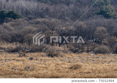 White-naped cranes, Cheolwon-gun, Gangwon-do 75032984