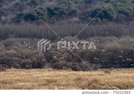 白枕鶴，Chewwon-gun，江原道 75032985