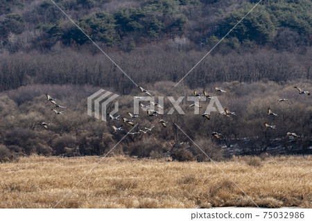 White-naped cranes, Cheolwon-gun, Gangwon-do 75032986