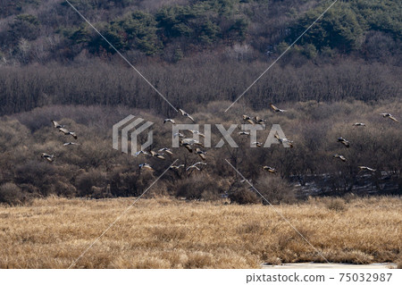 白枕鶴，Chewwon-gun，江原道 75032987