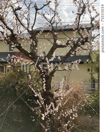 It is a plum blossom in the garden of Tokorozawa City, Saitama Prefecture, in early March. 75033034