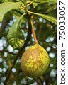 Fruit of Cerbera odollam or Suicide tree or Pong-pong or Othalanga Photographed in Thailand 75033057
