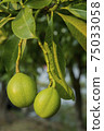 Fruit of Cerbera odollam or Suicide tree or Pong-pong or Othalanga Photographed in Thailand 75033058