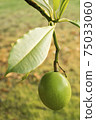 Fruit of Cerbera odollam or Suicide tree or Pong-pong or Othalanga Photographed in Thailand 75033060