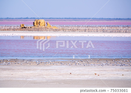 A beautiful salt lake with pink water. 75033081