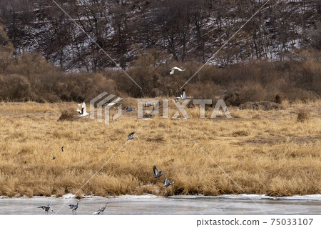 Crane, Red Crane, Cheorwon-gun, Gangwon-do 75033107