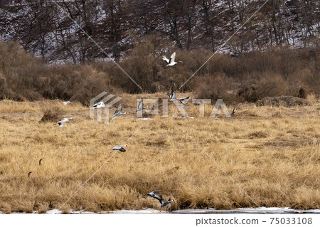 Crane, Red Crane, Cheorwon-gun, Gangwon-do 75033108