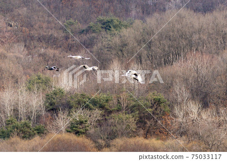 Crane, Red Crane, Cheorwon-gun, Gangwon-do 75033117