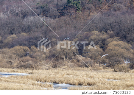 Crane, Red Crane, Cheorwon-gun, Gangwon-do 75033123