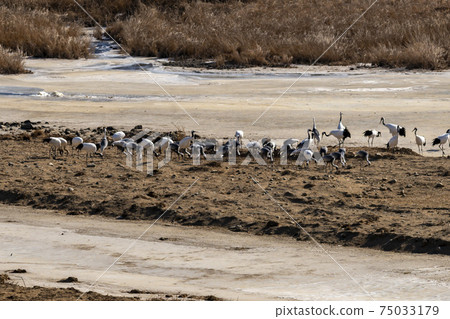 Crane, Red Crane, Cheorwon-gun, Gangwon-do Crane, Red Crane, Cheorwon-gun, Gangwon-do 75033179