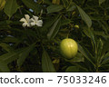 Flower and fruit of Cerbera odollam or Suicide tree or Pong-pong or Othalanga 75033246