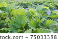 The bright green strawberry leaves are beautiful and fresh, suitable for use as information about the strawberry plant or as a background in Graphic about nature. 75033388