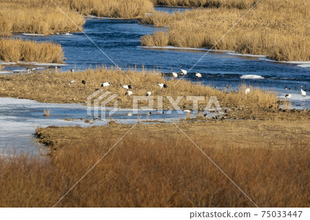 Crane, Cheolwon-gun, Gangwon-do 75033447