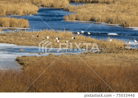 Crane, Cheolwon-gun, Gangwon-do 75033448
