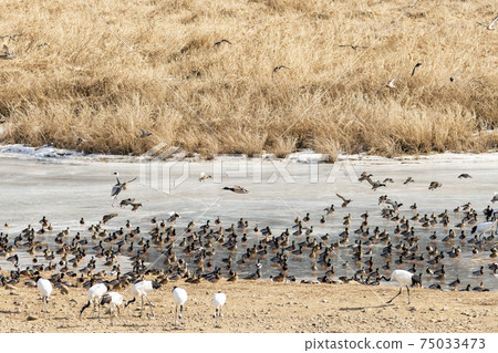 Crane, Cheolwon-gun, Gangwon-do Crane, Cheolwon-gun, Gangwon-do 75033473