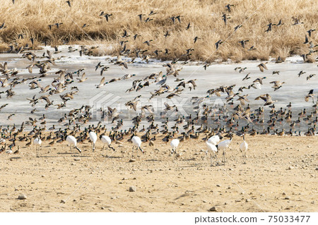 Crane, Cheolwon-gun, Gangwon-do 75033477