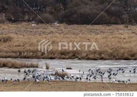 Crane, Cheolwon-gun, Gangwon-do Crane, Cheolwon-gun, Gangwon-do 75033612